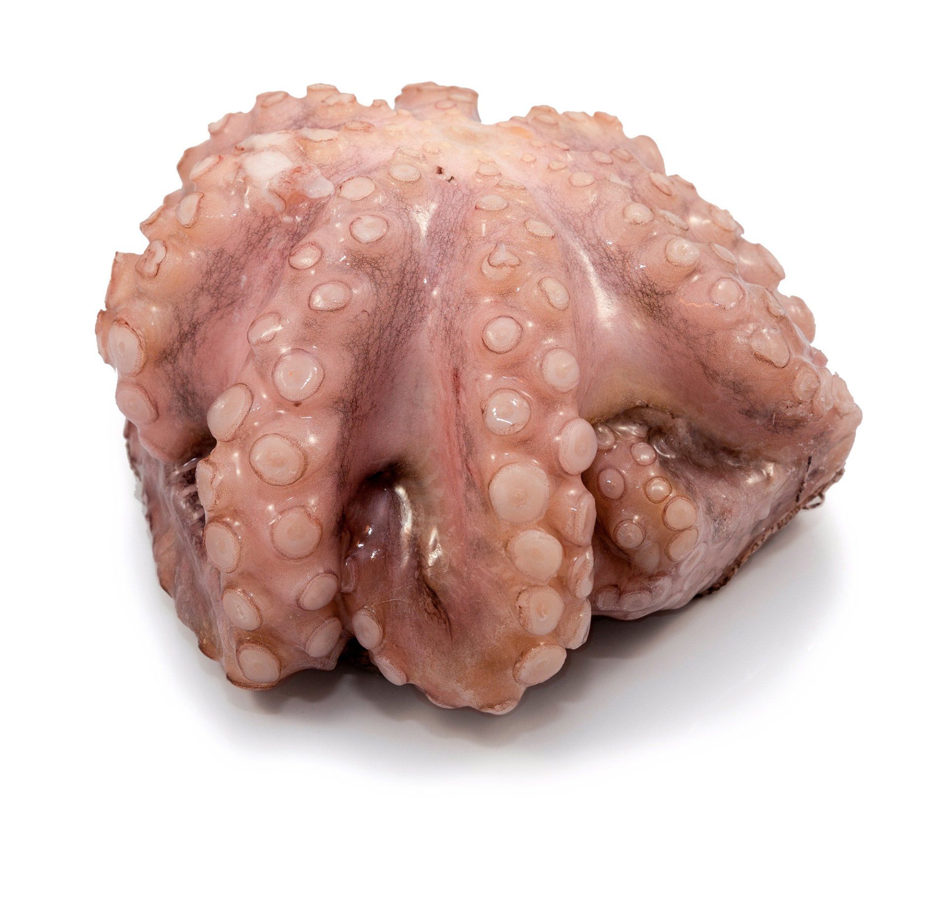 Poulpe entier nettoyé congelé en fleur - Vrac