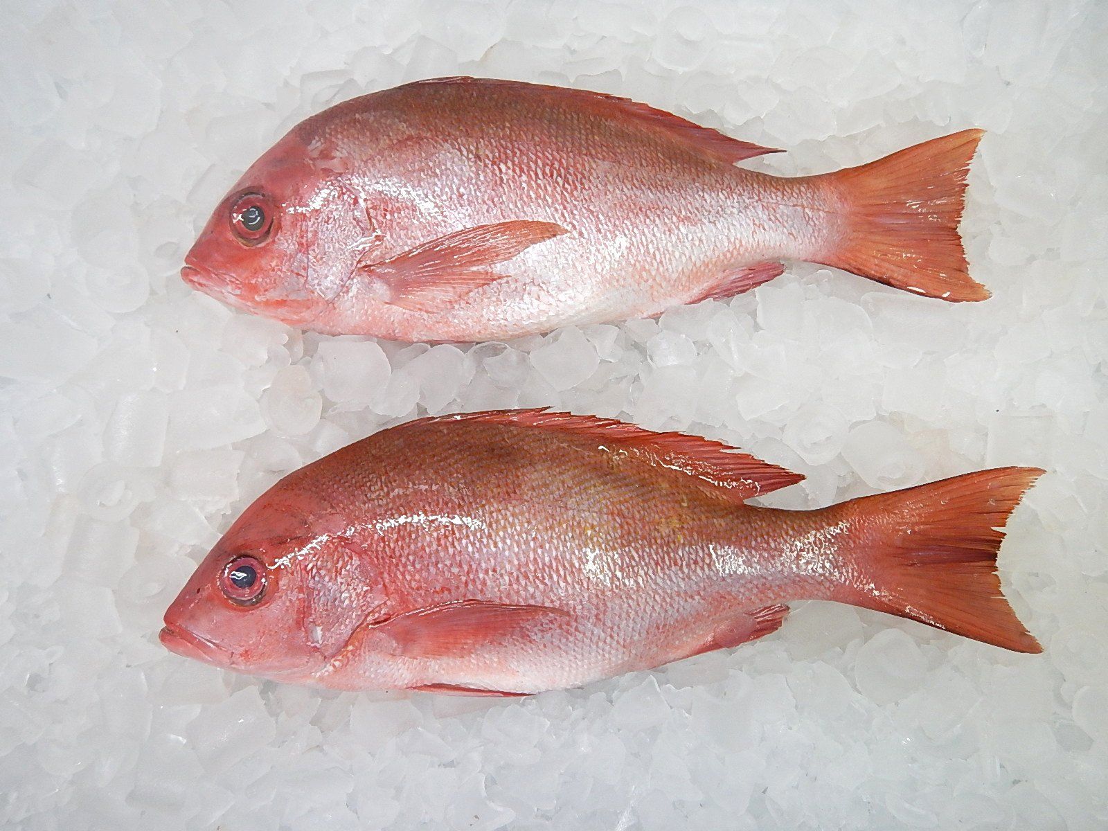 Pargo entero congelado