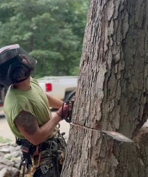Worker using a chainsaw to cut a large tree trunk outdoors
