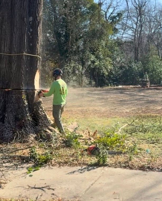 Person in a neon green shirt using a chainsaw on a large tree trunk outdoors.