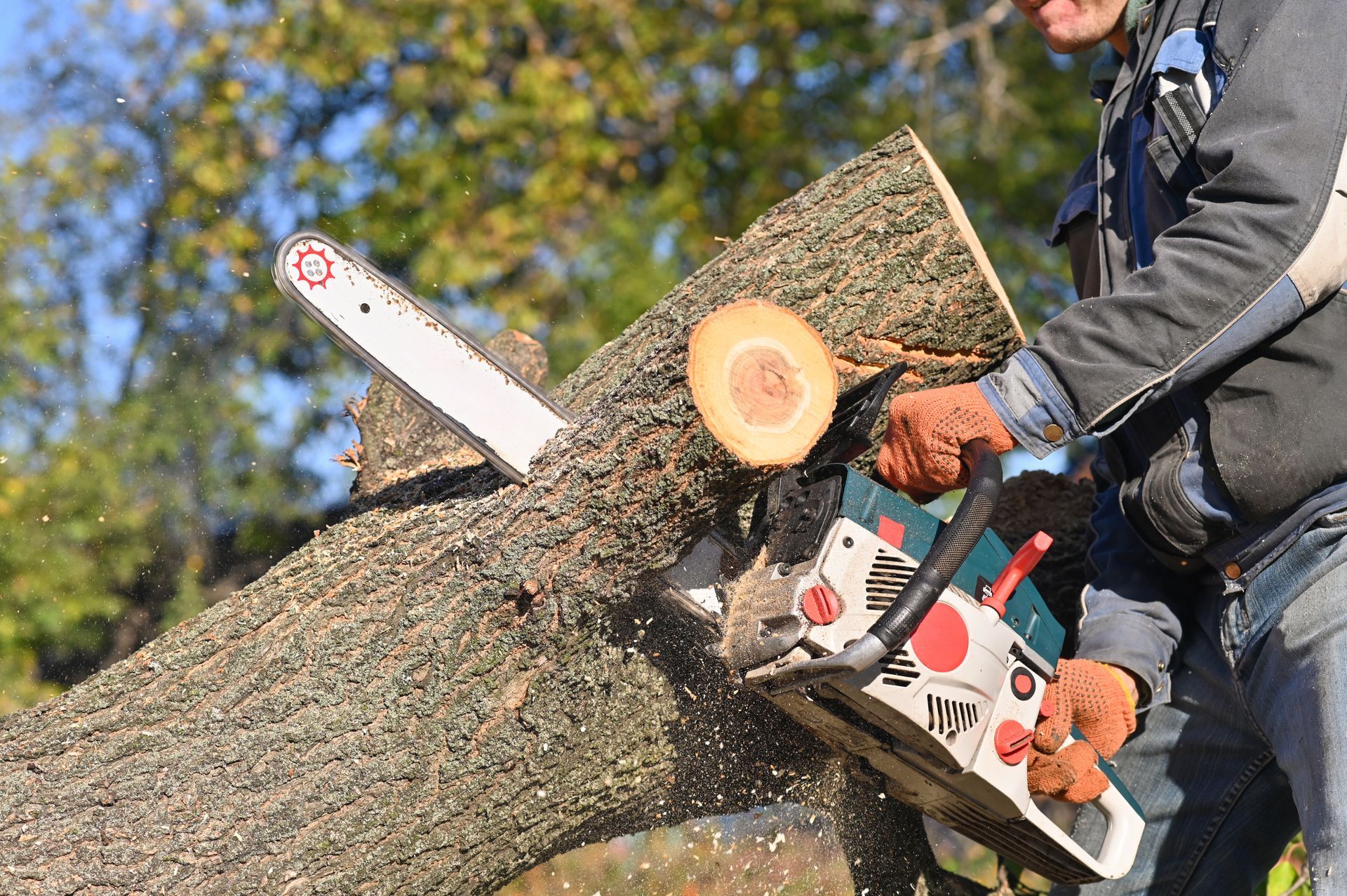 Worker cutting a large tree trunk with a chainsaw outdoors