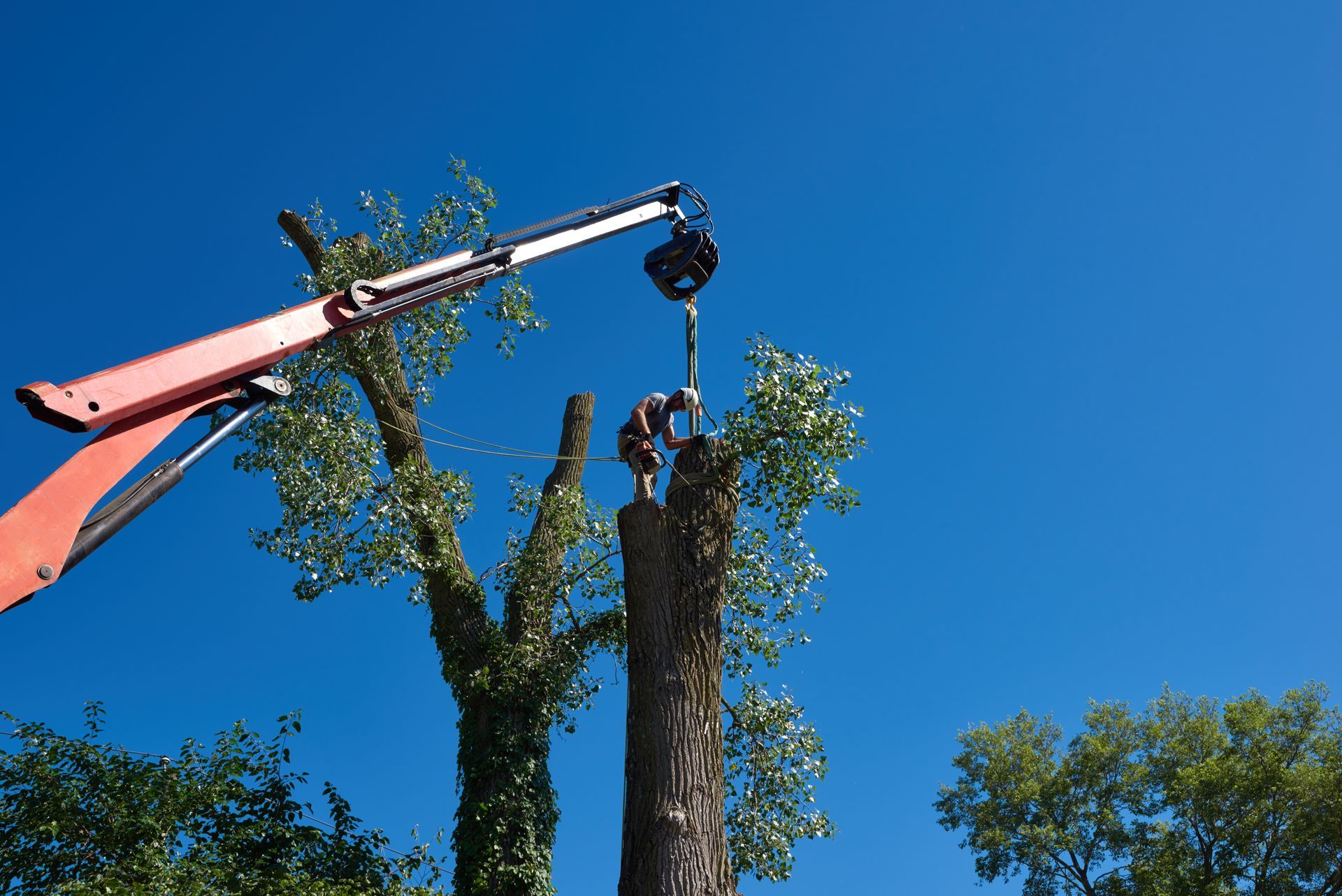 Crane lifting a cut tree trunk against a clear blue sky