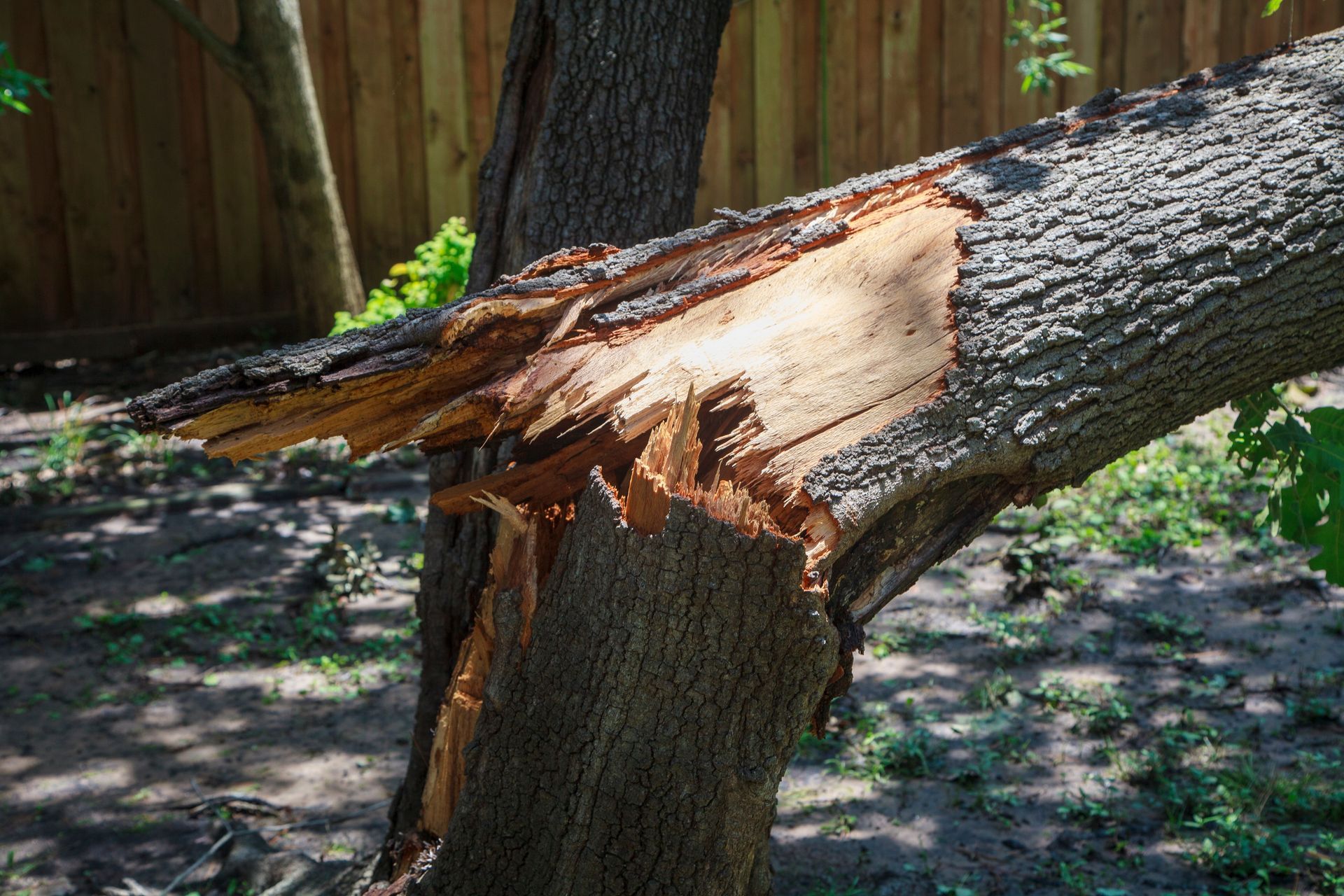Broken tree trunk with a large splintered branch and exposed wood in a wooded yard