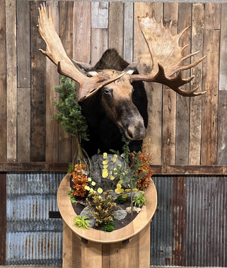 Big Game Mounts