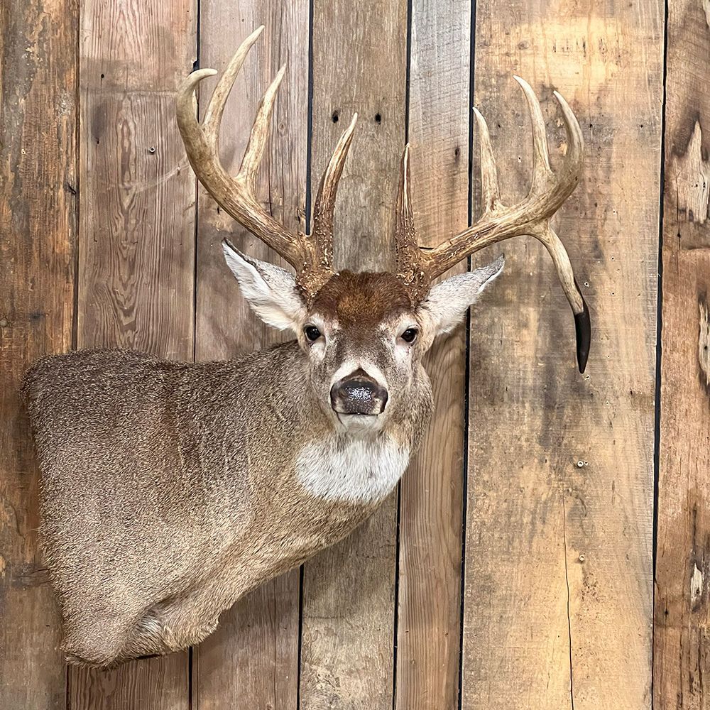 Bourke's Taxidermy Whitetail Deer Mounts