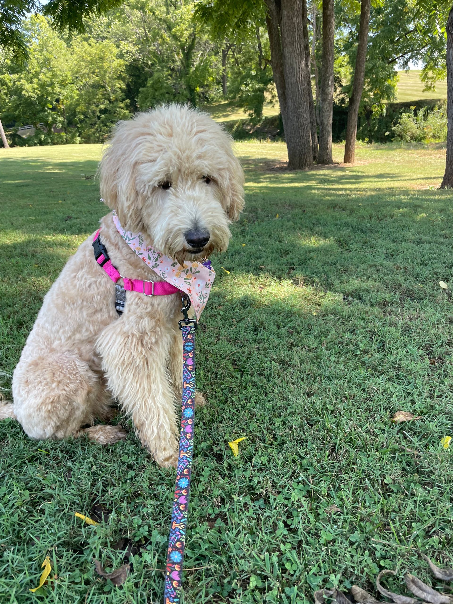 A small dog is sitting in the grass on a leash.