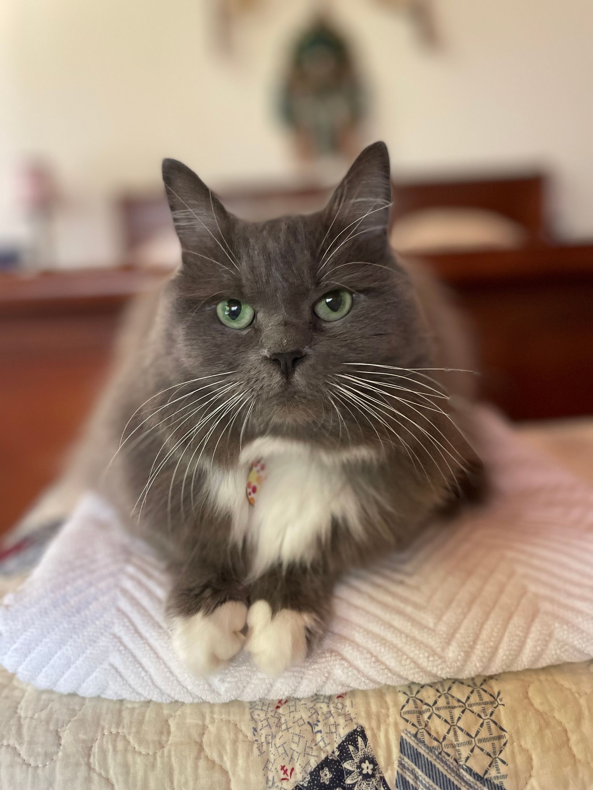 A gray and white cat with green eyes is laying on a bed.