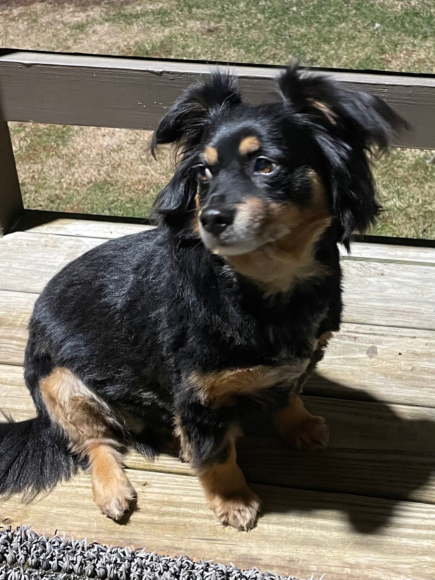 A black and brown dog is sitting on a wooden bench.