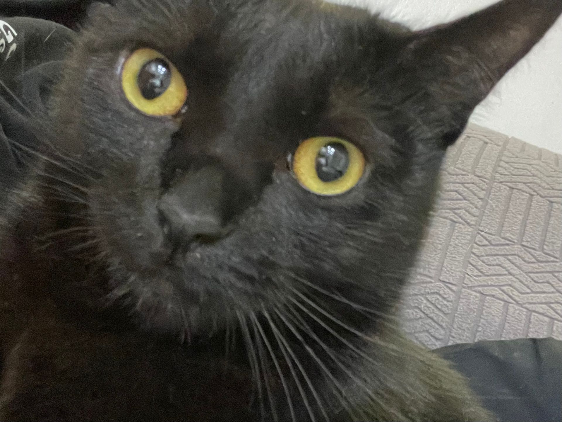 A close up of a black cat with yellow eyes looking at the camera.