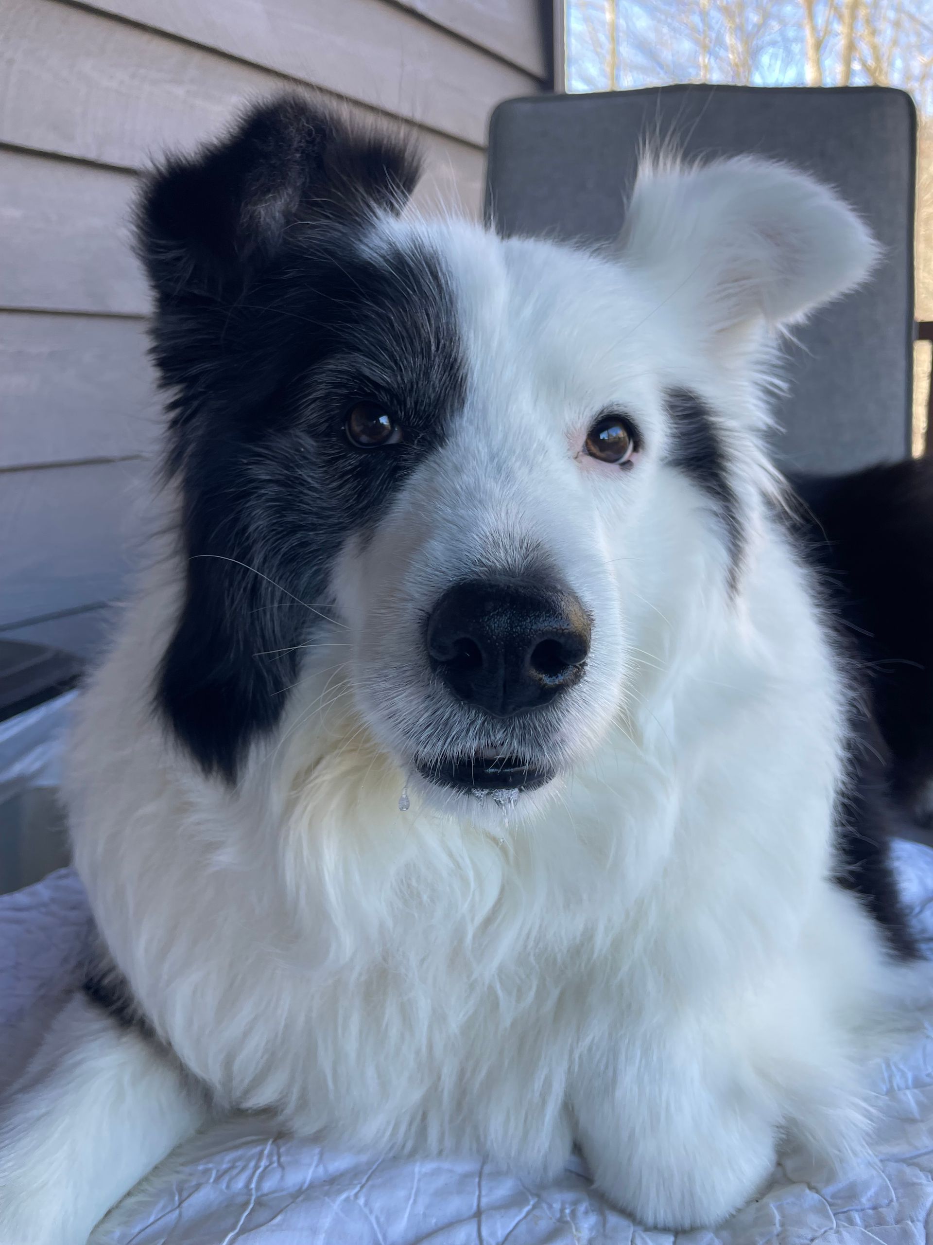 A black and white dog is laying on a white blanket on a porch.