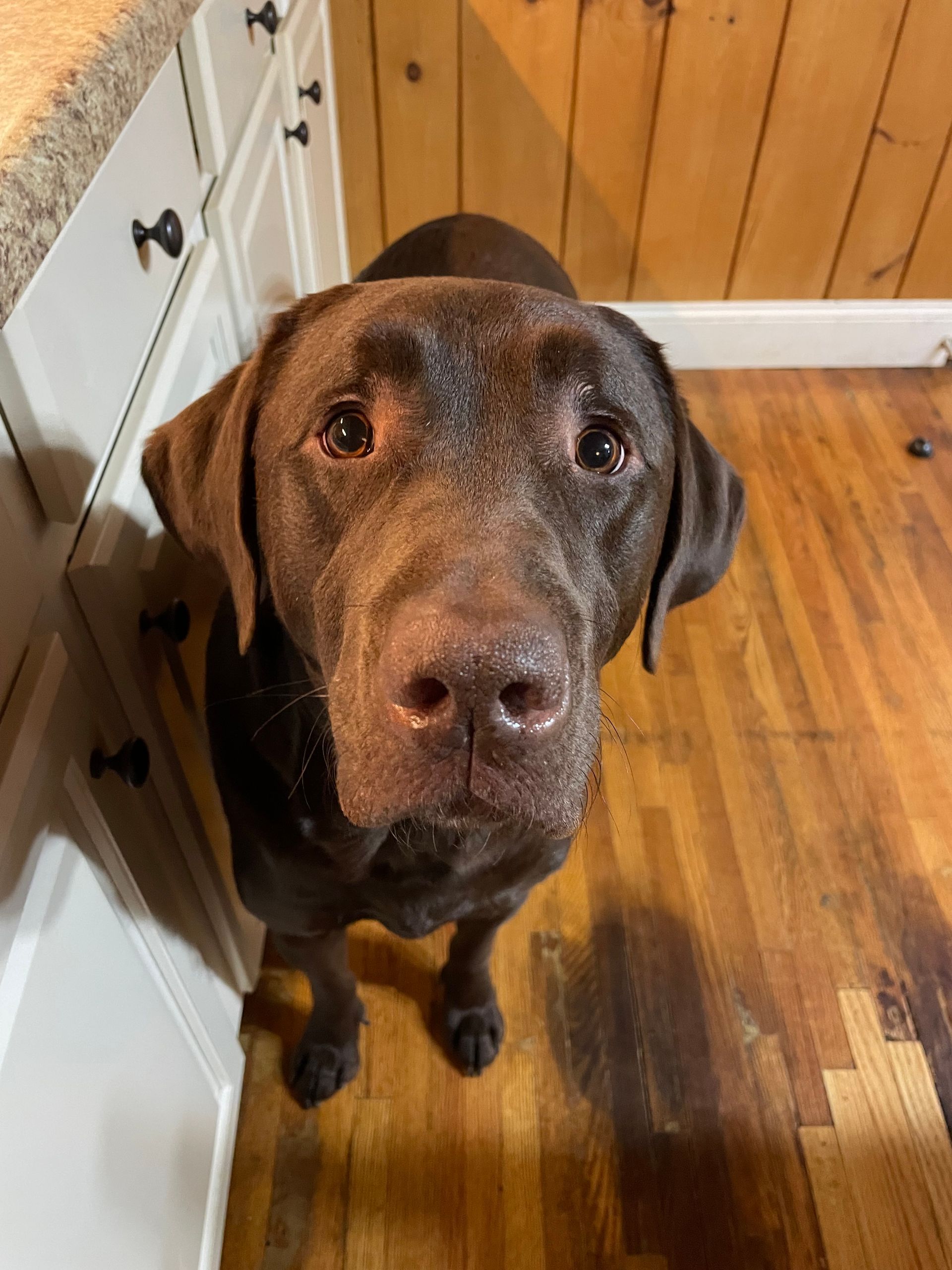 A brown dog is looking up at the camera in a kitchen.