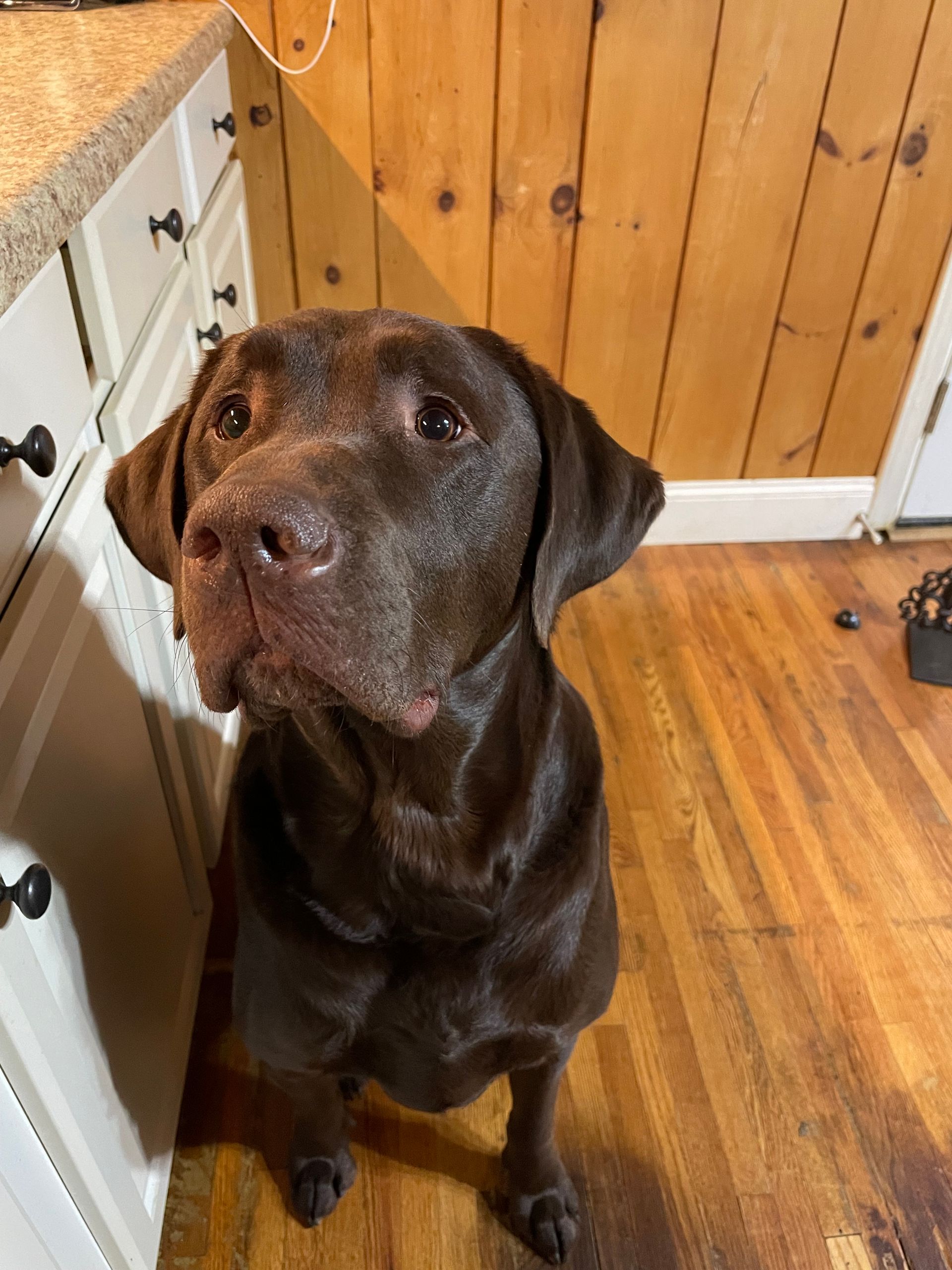 A brown dog is sitting on a wooden floor next to a cabinet.
