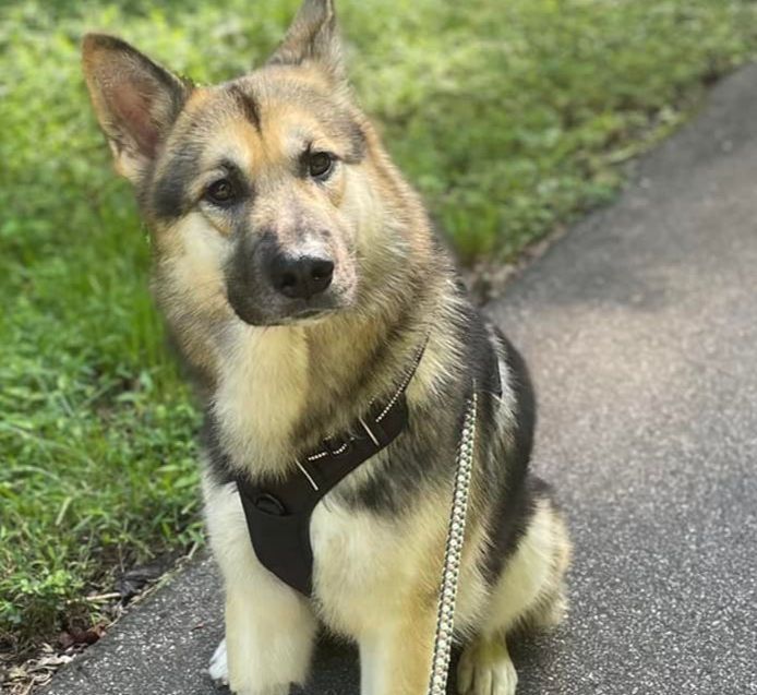 A german shepherd dog is sitting on the side of a road on a leash.