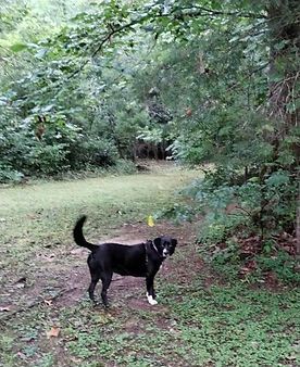 A black dog is standing on a dirt path in the woods.