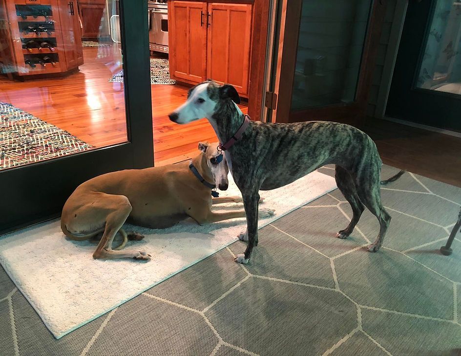Two dogs are standing next to each other on a rug in a living room.