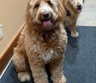 Two dogs are standing next to each other on a carpet in a hallway.