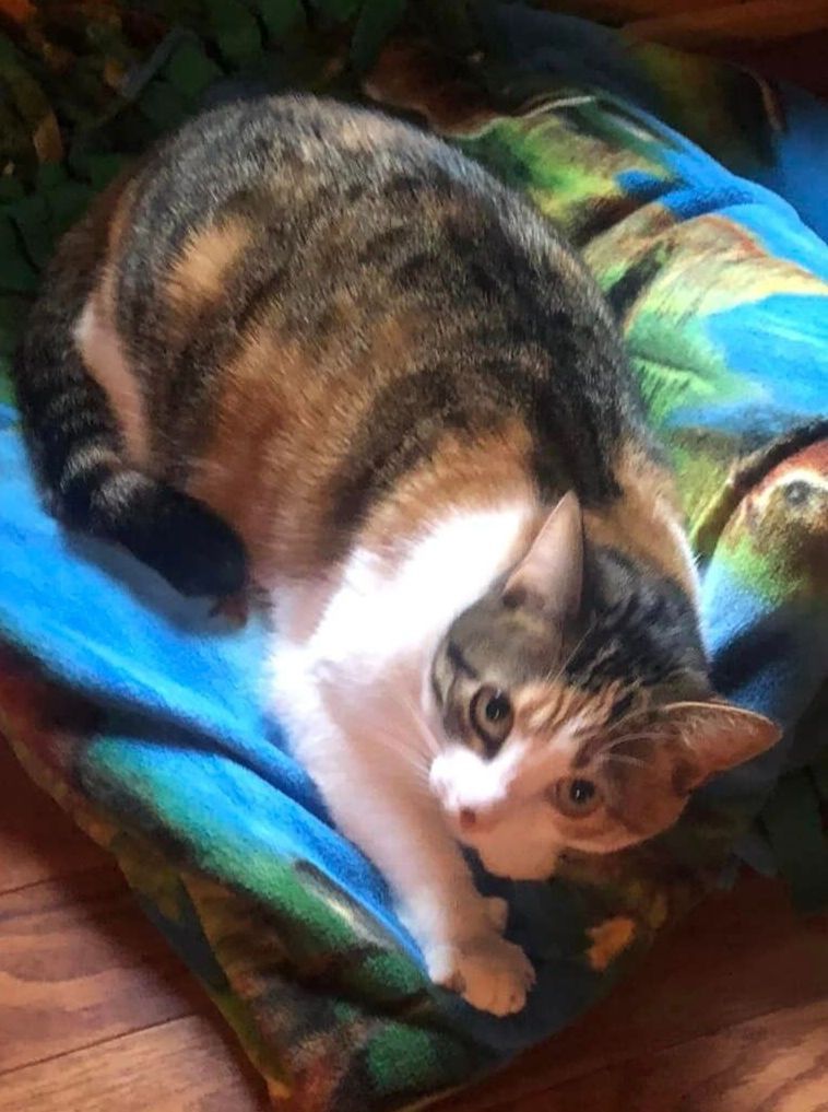 A calico cat is laying on a blue blanket.