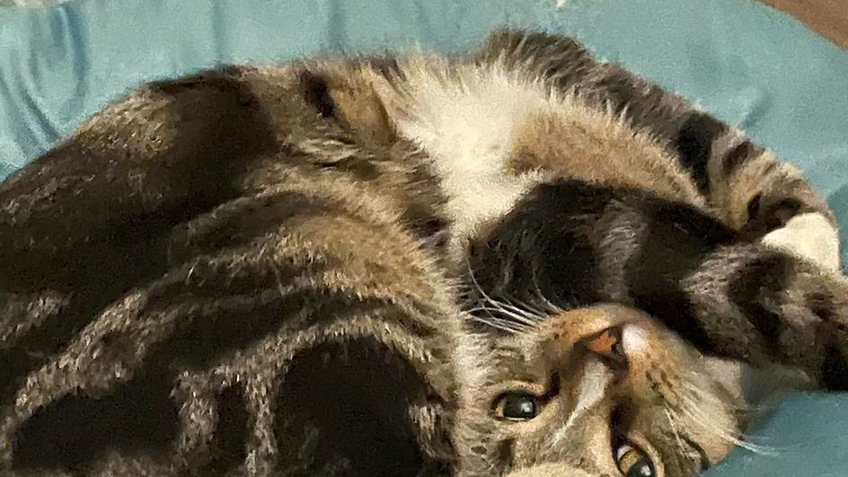 A cat is laying on its back on a blue blanket.