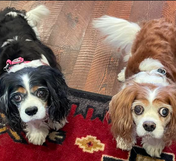 Two dogs are laying on a rug and looking at the camera