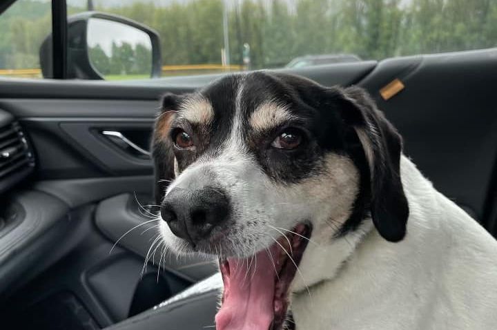 A black and white dog is sitting in the back seat of a car with its tongue hanging out.