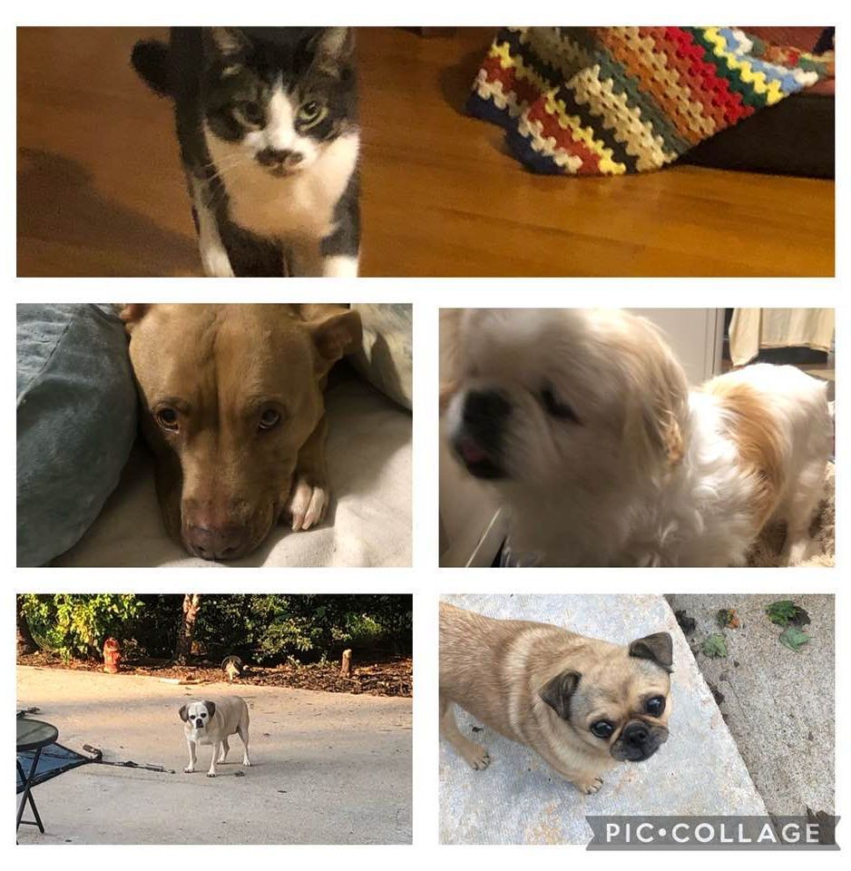 A collage of pictures of a cat a dog and a pug