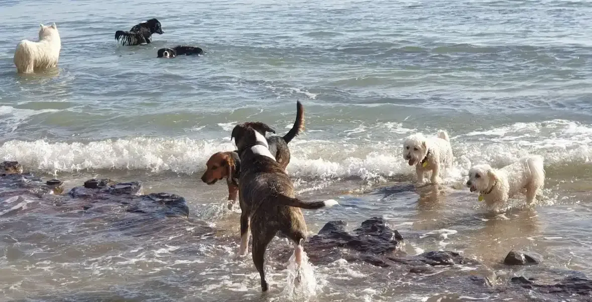 dog socialisation