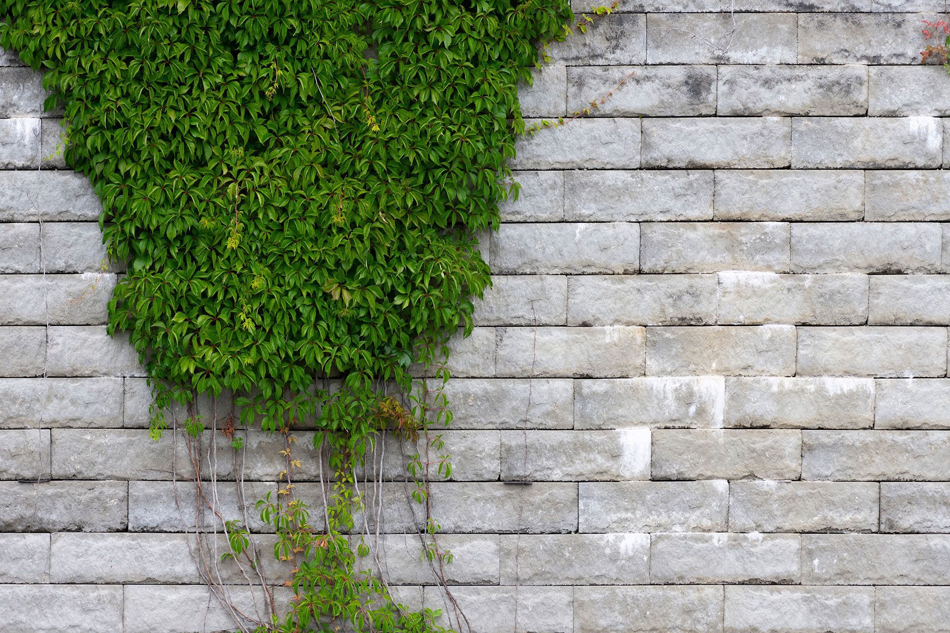 Green ivy spilling over a light gray stone wall