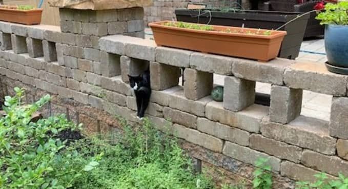 Black cat peeking through a gap in a tan brick garden wall with a planter on top