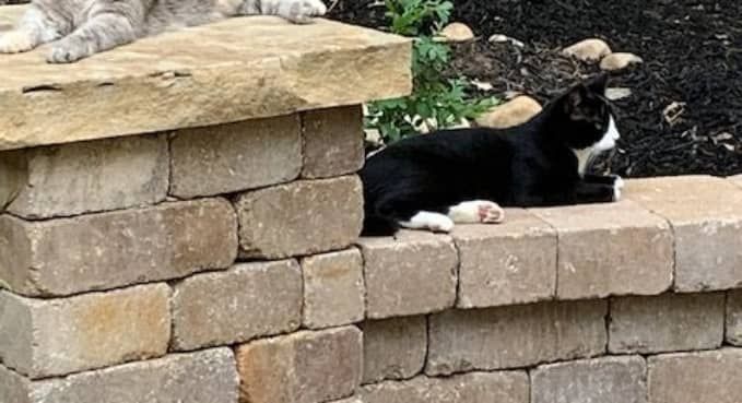 Black-and-white cat lounging on stacked stone blocks outdoors, with a second cat partly visible above.