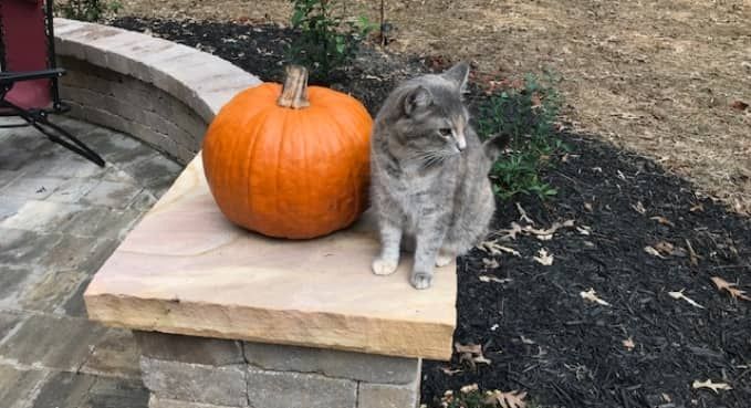 Gray tabby cat beside an orange pumpkin on a stone ledge outdoors