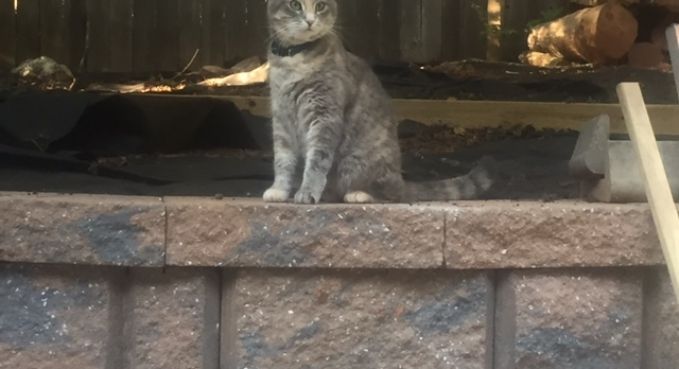 Gray tabby cat sitting on a stone ledge in front of a dark window