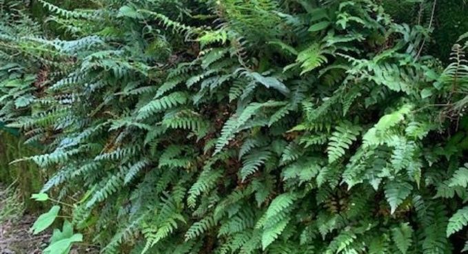 Dense green fern fronds filling the frame in a lush woodland setting