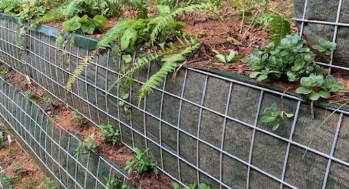 Tiered stone retaining wall with wire mesh baskets, topped with ferns and succulents