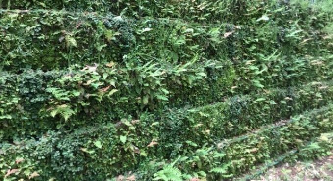Dense green hedge with small leaves and a few pink flowers