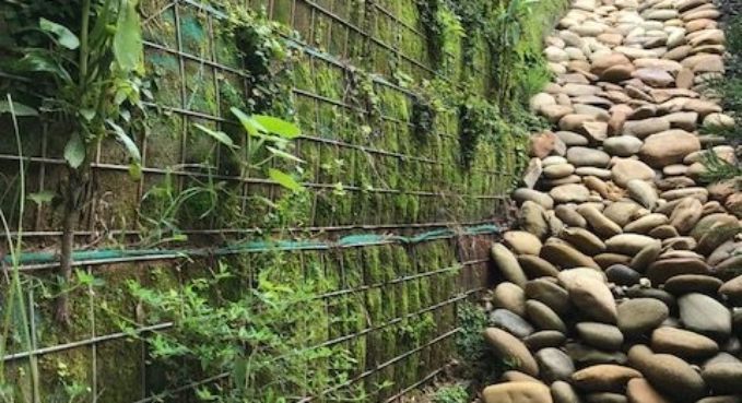Stone wall with moss and green vines beside a narrow pebble path