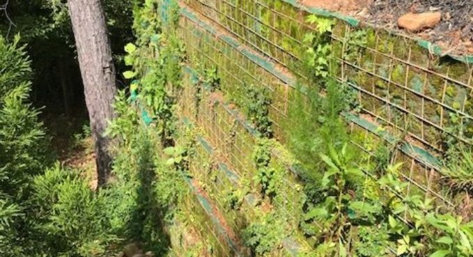 Overgrown brick wall with green vines and ferns beside a tree in a sunny garden