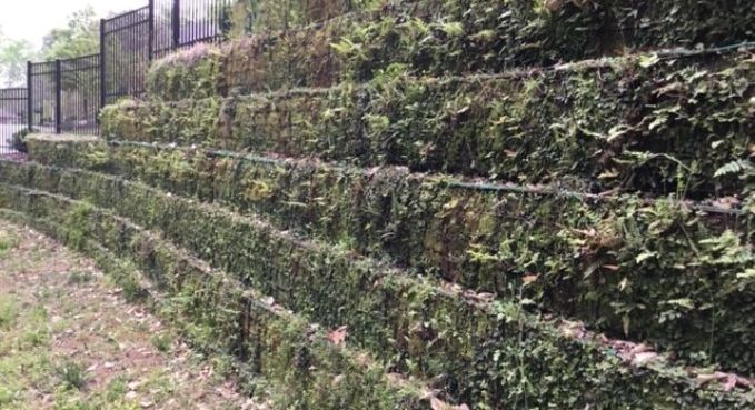 Terraced stone retaining walls covered with green vines beside a black metal fence