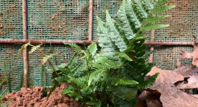 Green fern growing by a rusted wire fence with reddish soil and a dry leaf nearby