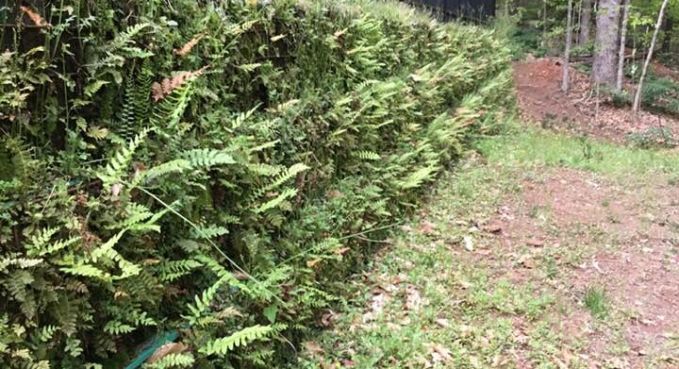 Trimmed green hedge along a grassy path in a garden or yard