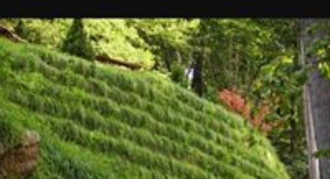 Lush green terraced hillside with dense vegetation and a few trees