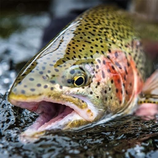 Guided Fishing Tours in Broken Bow, OK Mountain Fork Outfitters Trout