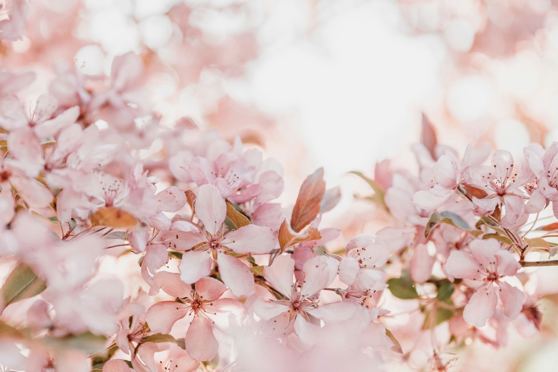 Pink cherry blossoms in soft focus against a bright spring background