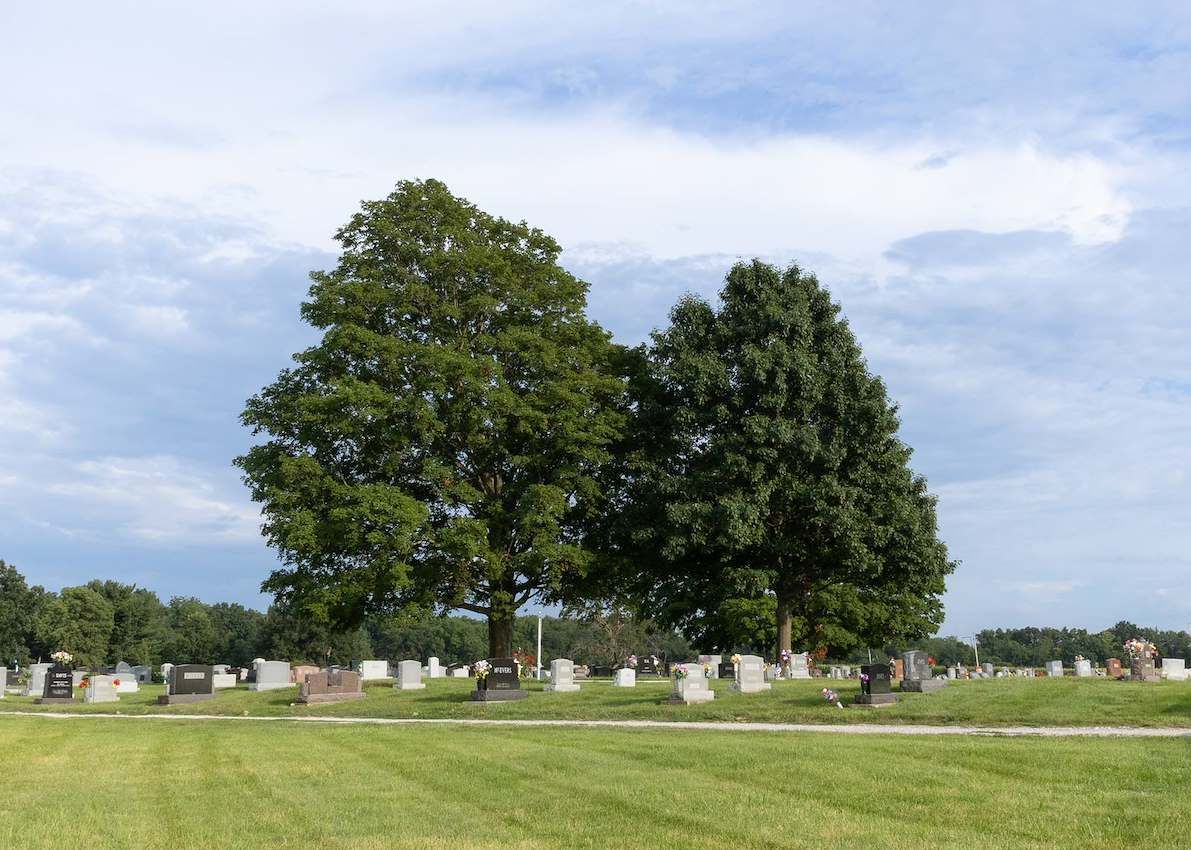Two large trees in a grassy cemetery under a partly cloudy sky