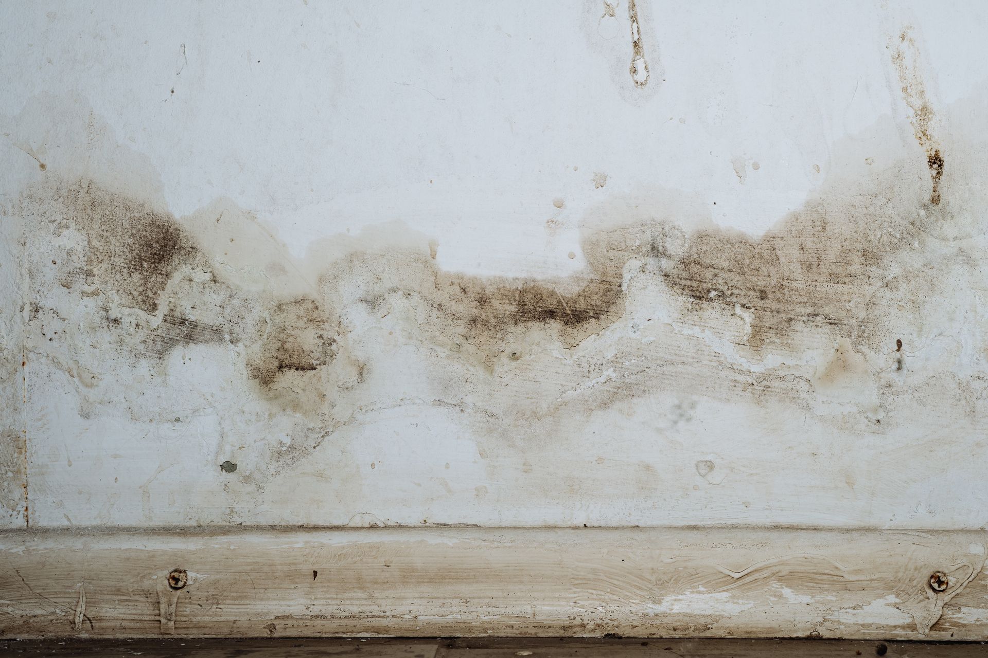 Mold Damage Remediation - Xtreme Water Pros Inc.
