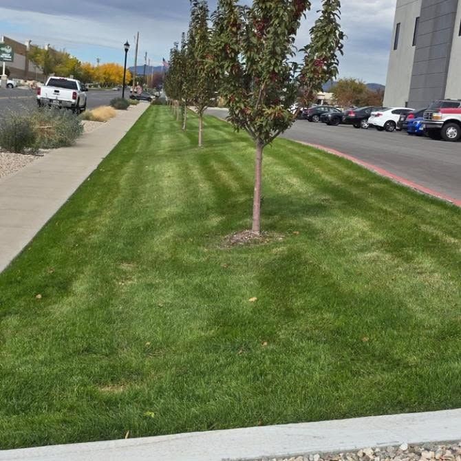 Grass median with young trees beside a sidewalk and parking lot on a cloudy day