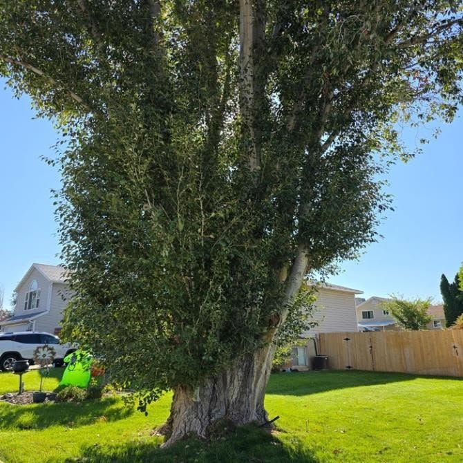 Large leafy tree in a sunny suburban backyard with a fence, lawn, and houses in the background