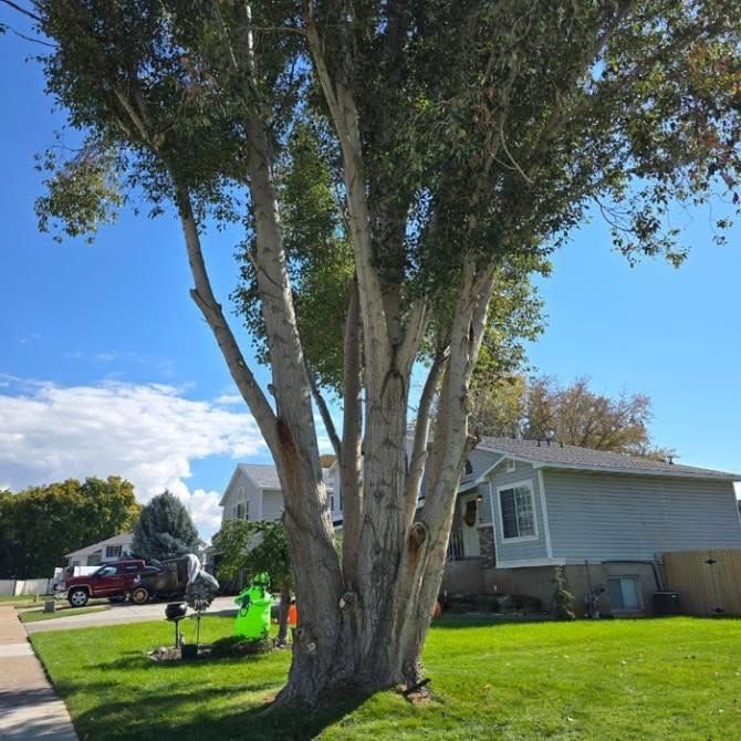 Large tree in a suburban front yard with a gray house, green lawn, and a red vehicle parked nearby.