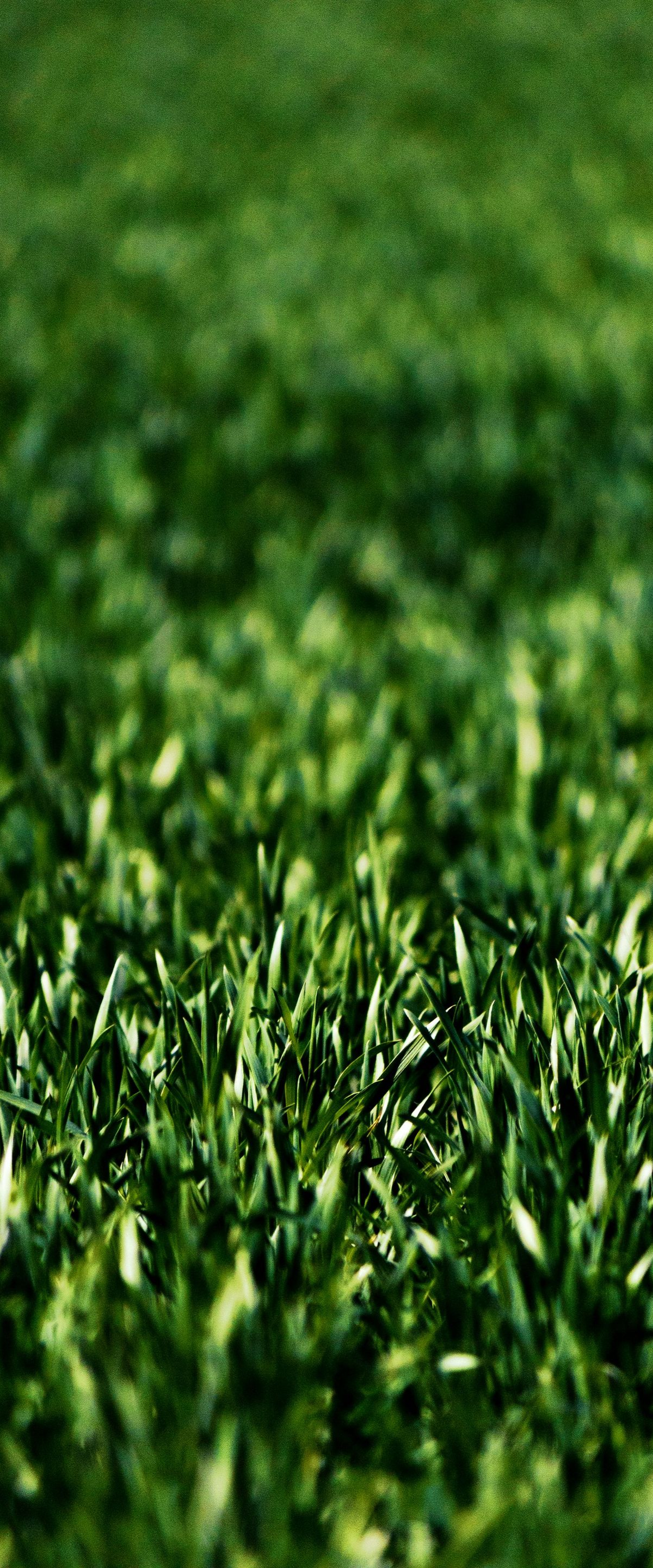 Close-up of green grass with a blurred background