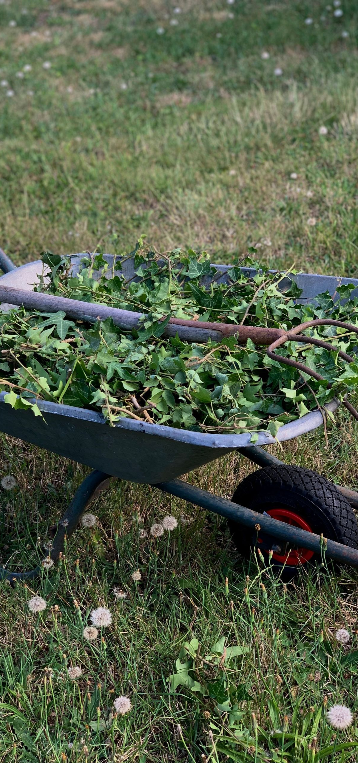 Green garden cart filled with cut branches on grass near a lawn and flower bed