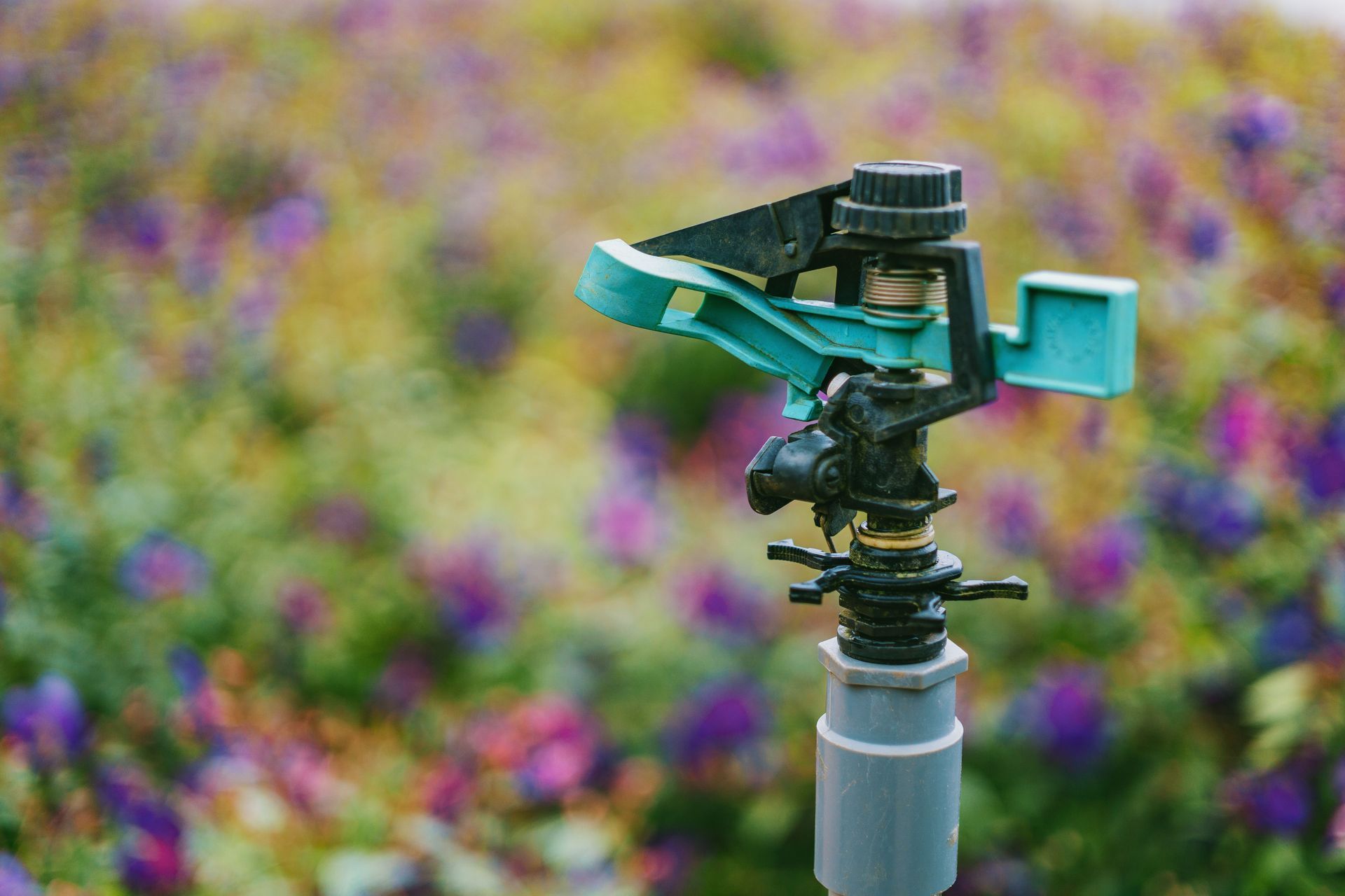 Close-up of a teal sprinkler head in a colorful flower field, with blurred purple and yellow blooms behind it
